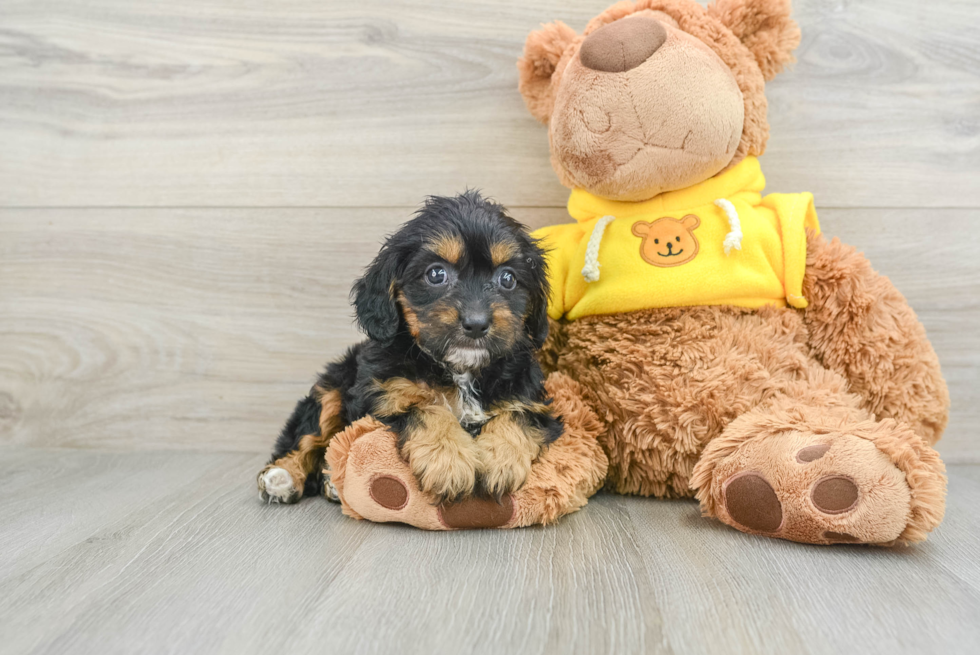 Adorable Cavalier King Charles Spaniel and Poodle Mix Poodle Mix Puppy