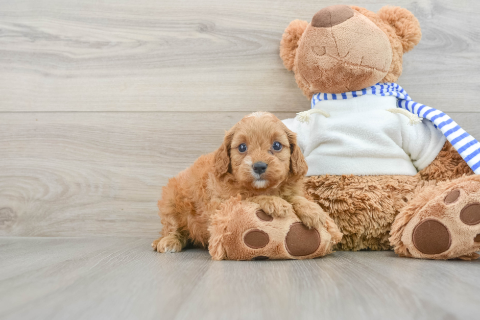 Little Cavipoo Poodle Mix Puppy