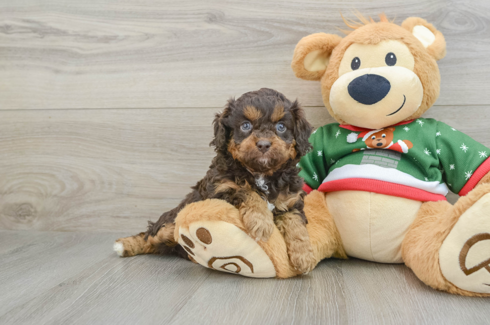 5 week old Cavapoo Puppy For Sale - Puppy Love PR