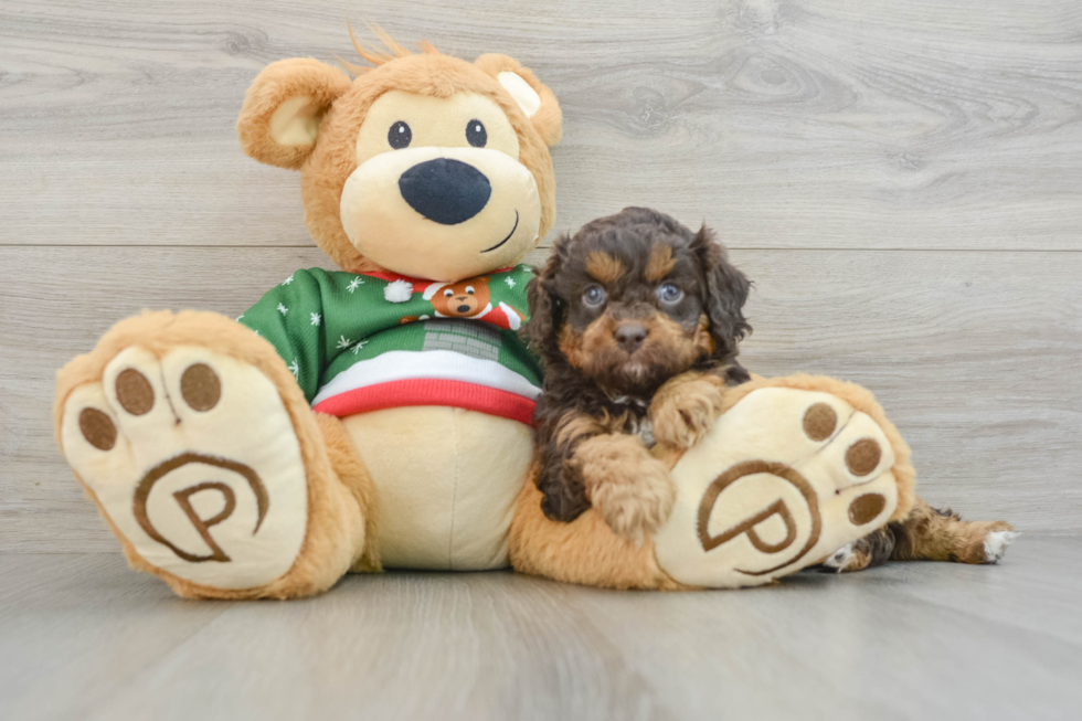 Best Cavapoo Baby