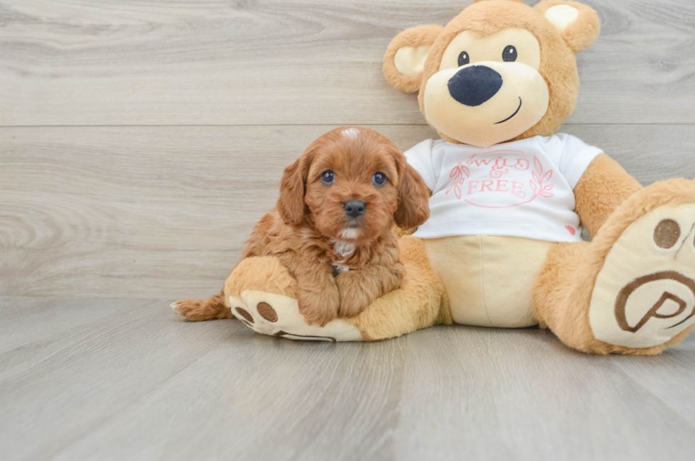 5 week old Cavapoo Puppy For Sale - Puppy Love PR