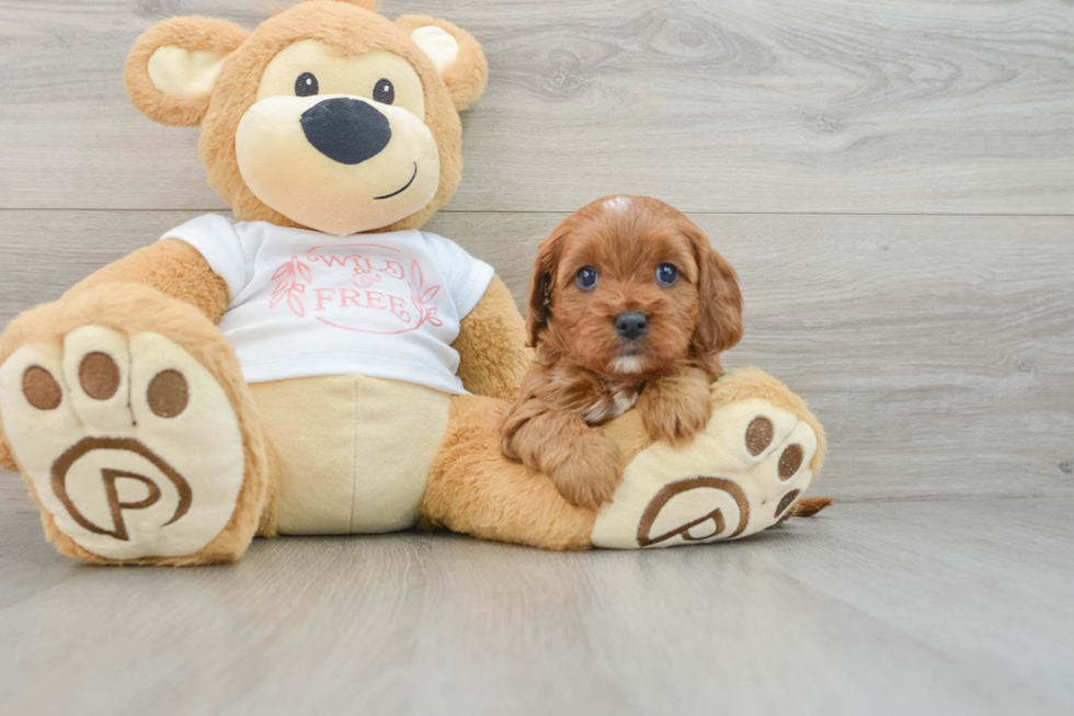 Cavapoo Pup Being Cute