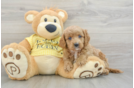 Popular Cavapoo Poodle Mix Pup