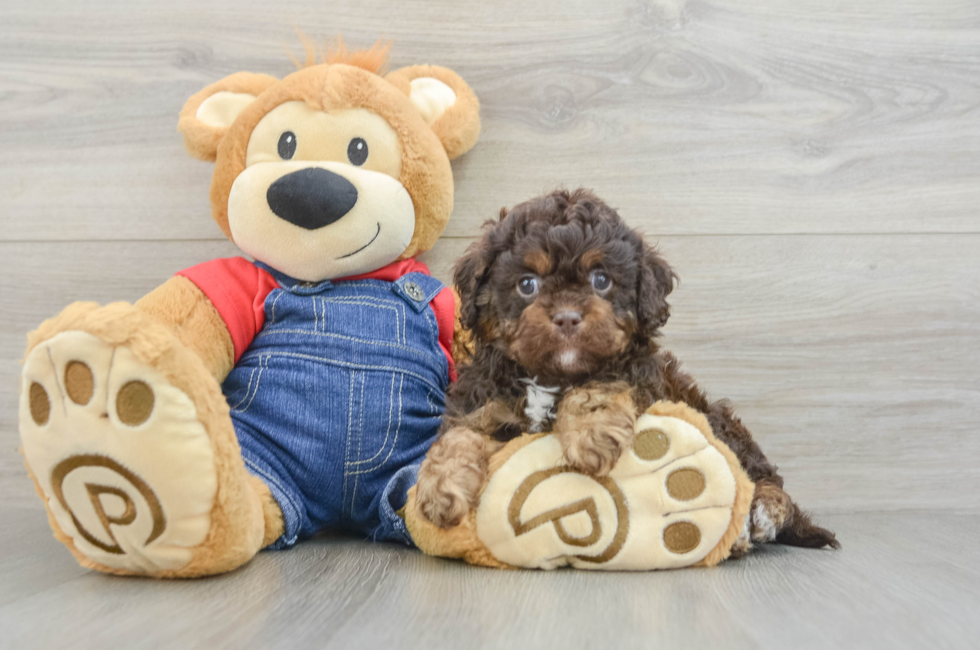6 week old Cavapoo Puppy For Sale - Puppy Love PR