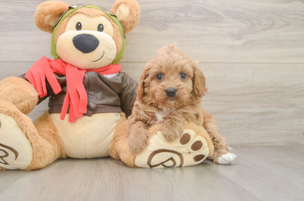 6 week old Cavapoo Puppy For Sale - Puppy Love PR
