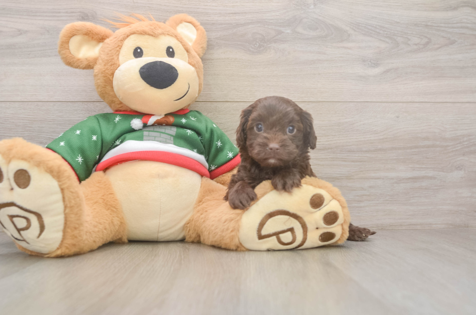 5 week old Cavapoo Puppy For Sale - Puppy Love PR