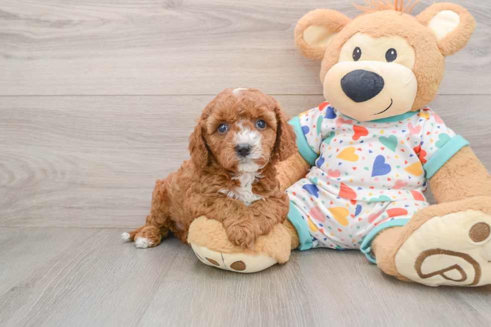 Little Cavipoo Poodle Mix Puppy