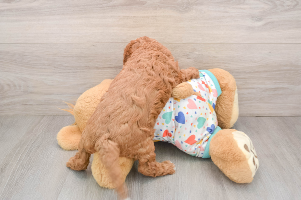 Cavapoo Pup Being Cute