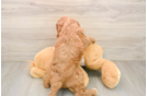 Friendly Cavapoo Baby