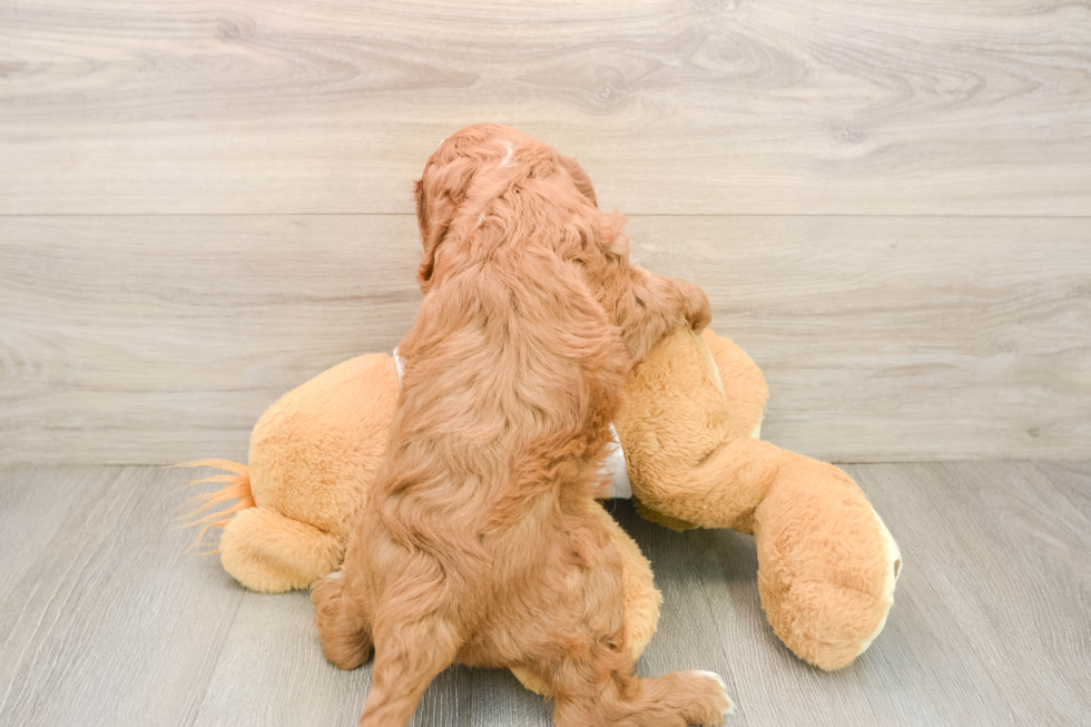 Friendly Cavapoo Baby