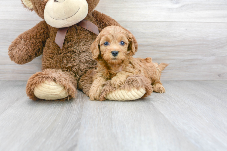 Cavapoo Pup Being Cute