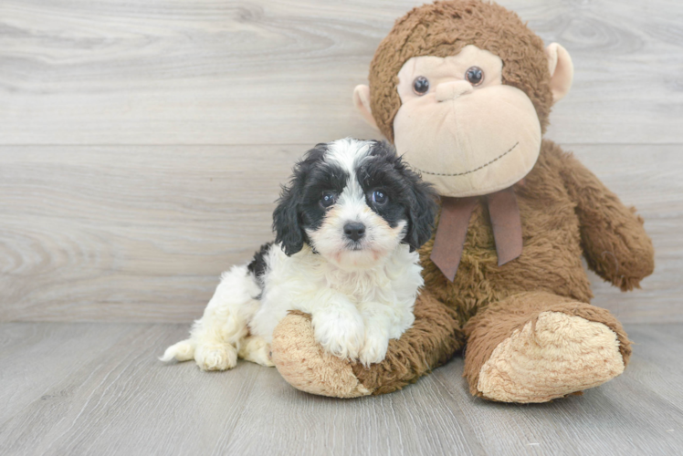 Cavapoo Pup Being Cute