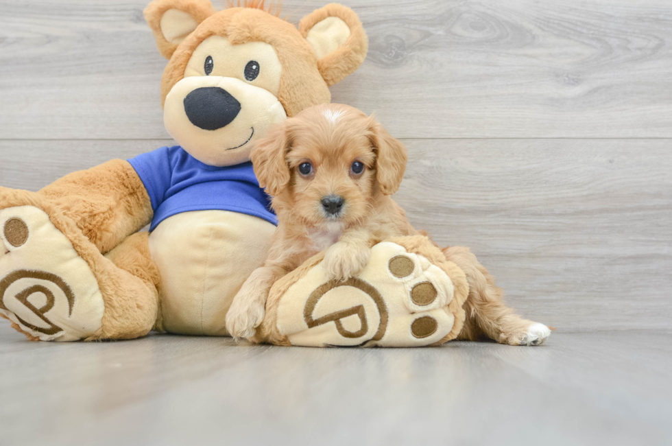 6 week old Cavapoo Puppy For Sale - Puppy Love PR
