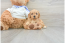 Hypoallergenic Cavadoodle Poodle Mix Puppy