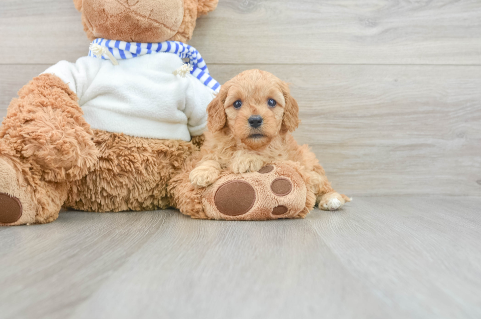 7 week old Cavapoo Puppy For Sale - Puppy Love PR