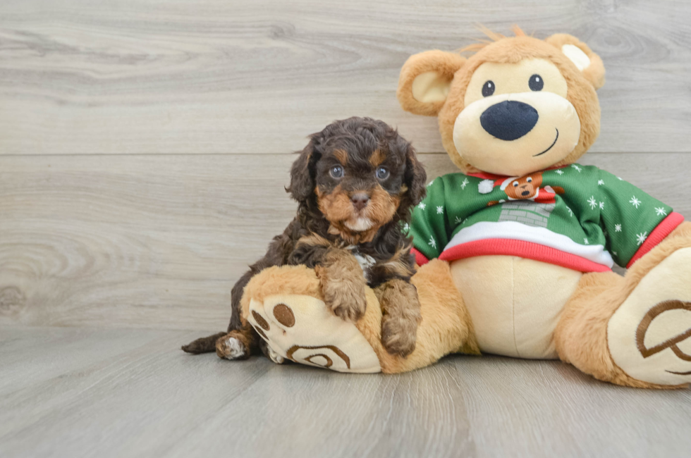 5 week old Cavapoo Puppy For Sale - Puppy Love PR