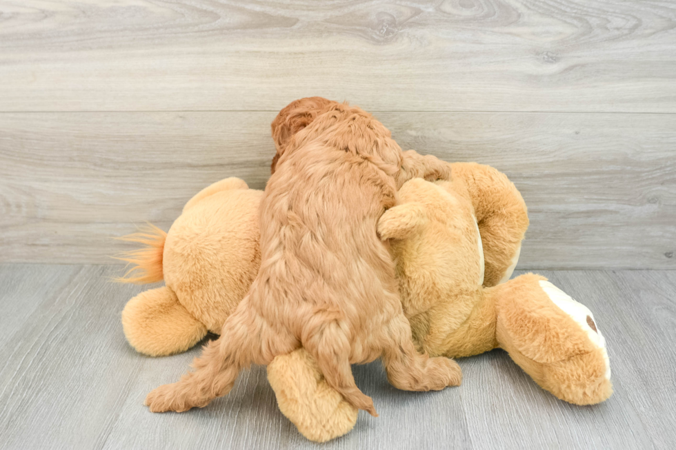 Sweet Cavapoo Baby