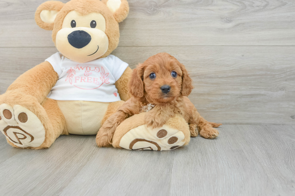 5 week old Cavapoo Puppy For Sale - Puppy Love PR