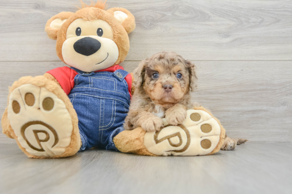 6 week old Cavapoo Puppy For Sale - Puppy Love PR