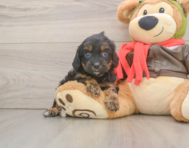 9 week old Cavapoo Puppy For Sale - Puppy Love PR