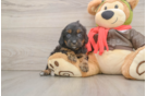 Sweet Cavapoo Baby