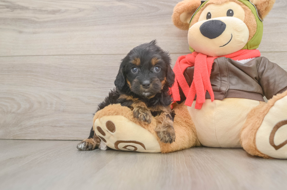 9 week old Cavapoo Puppy For Sale - Puppy Love PR