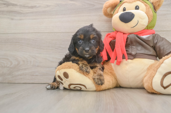 Sweet Cavapoo Baby