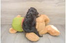 Petite Cavapoo Poodle Mix Pup