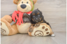 Cavapoo Pup Being Cute