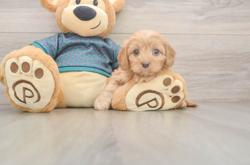 7 week old Cavapoo Puppy For Sale - Puppy Love PR