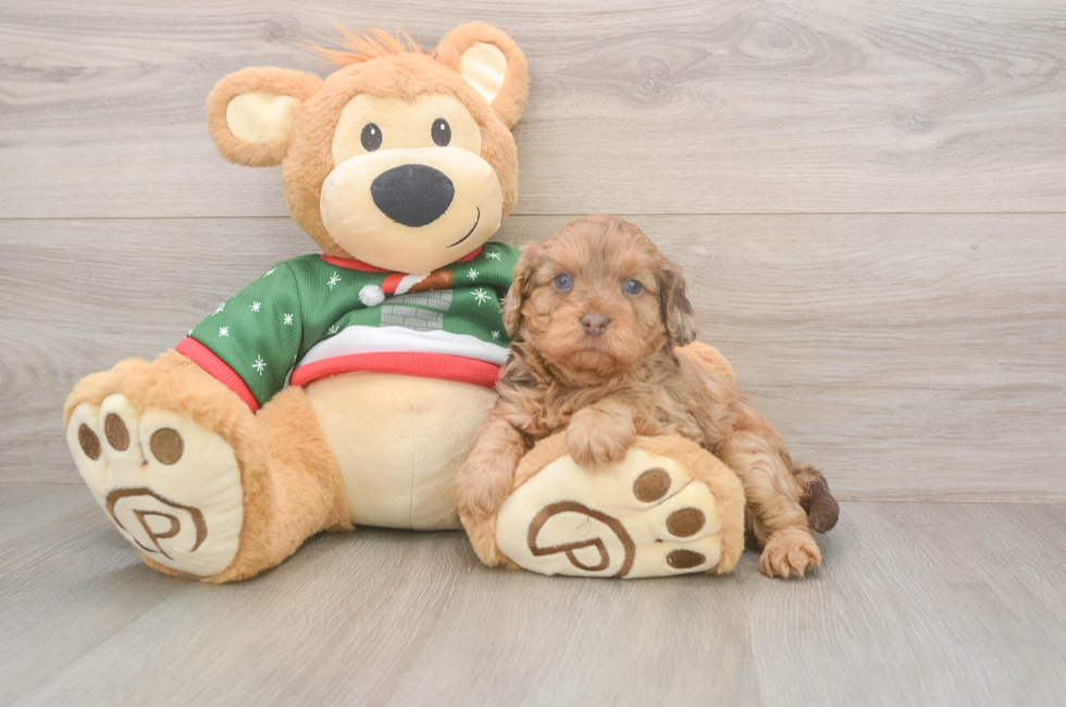 5 week old Cavapoo Puppy For Sale - Puppy Love PR