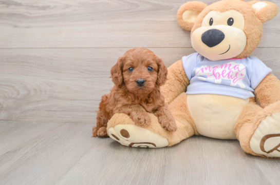 Hypoallergenic Cavadoodle Poodle Mix Puppy