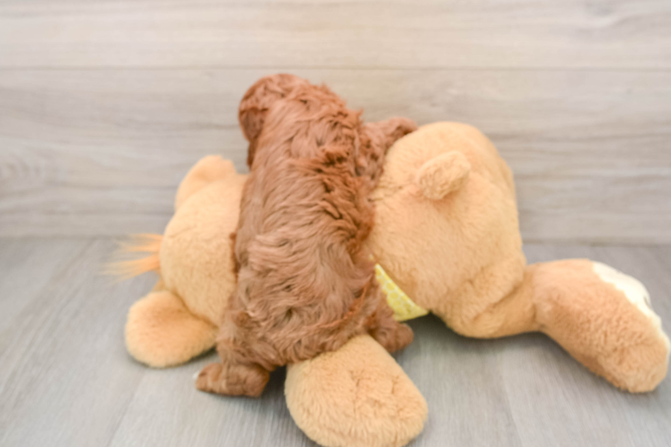 Best Cavapoo Baby
