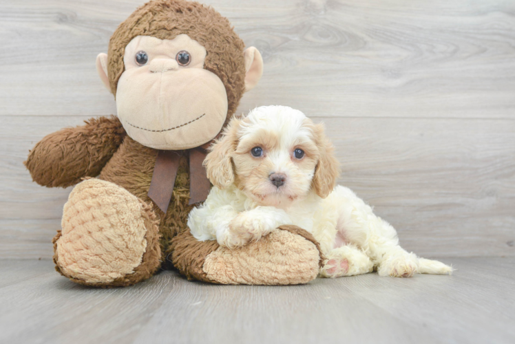 Meet Geneva - our Cavapoo Puppy Photo 1/3 - Puppy Love PR Cute Cavapoo Baby