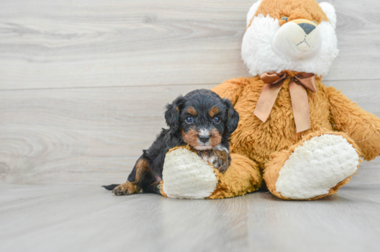 Happy Cavapoo Baby
