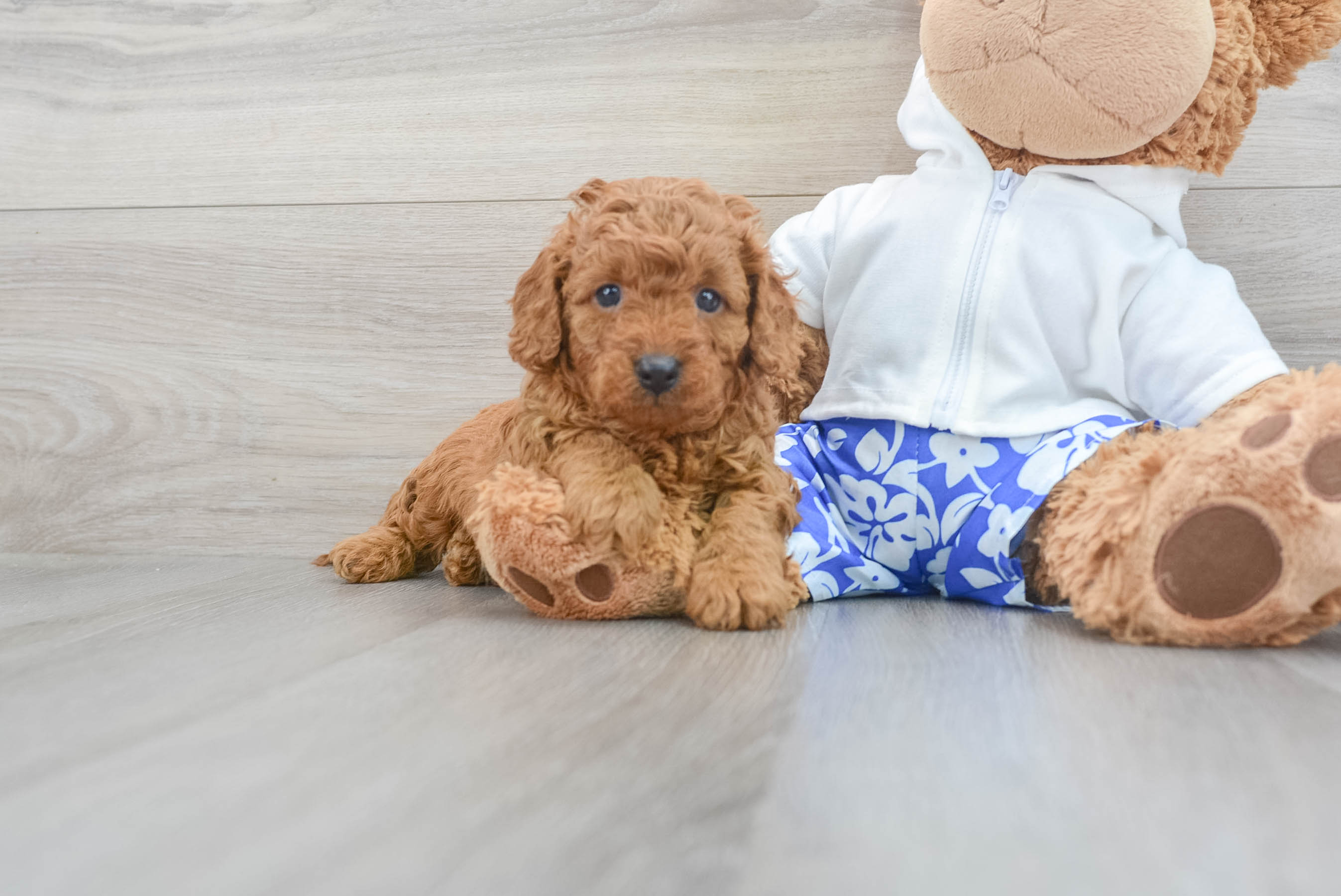Petite Cavapoo Poodle Mix Pup