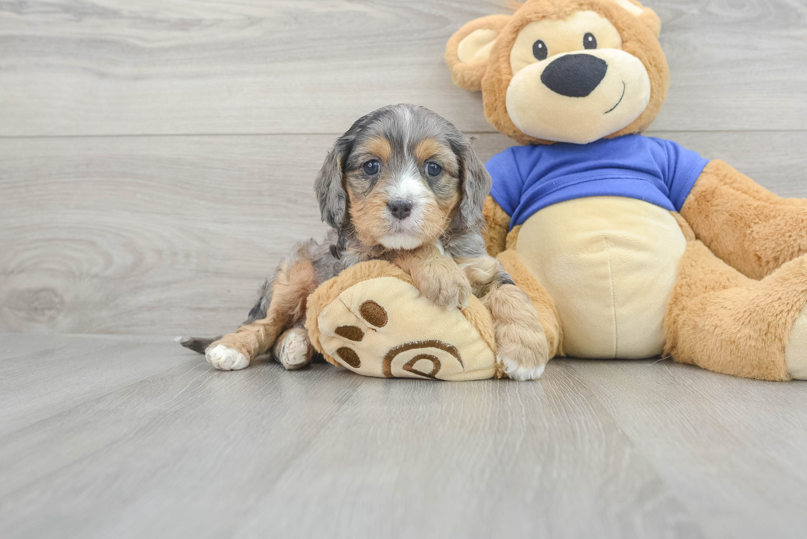 Playful Cavoodle Poodle Mix Puppy