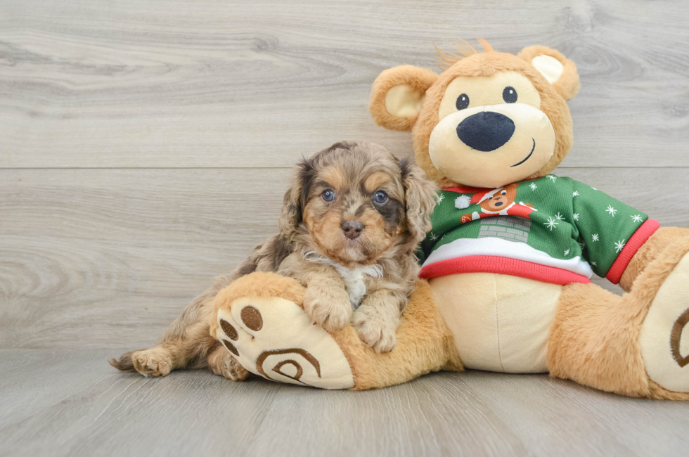 5 week old Cavapoo Puppy For Sale - Puppy Love PR