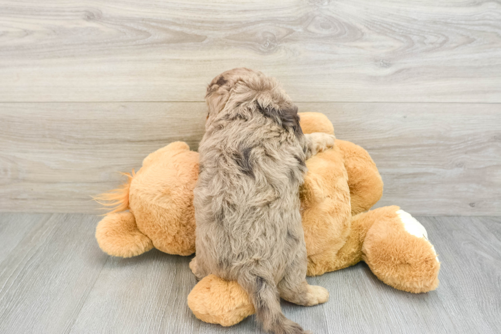 Cavapoo Pup Being Cute