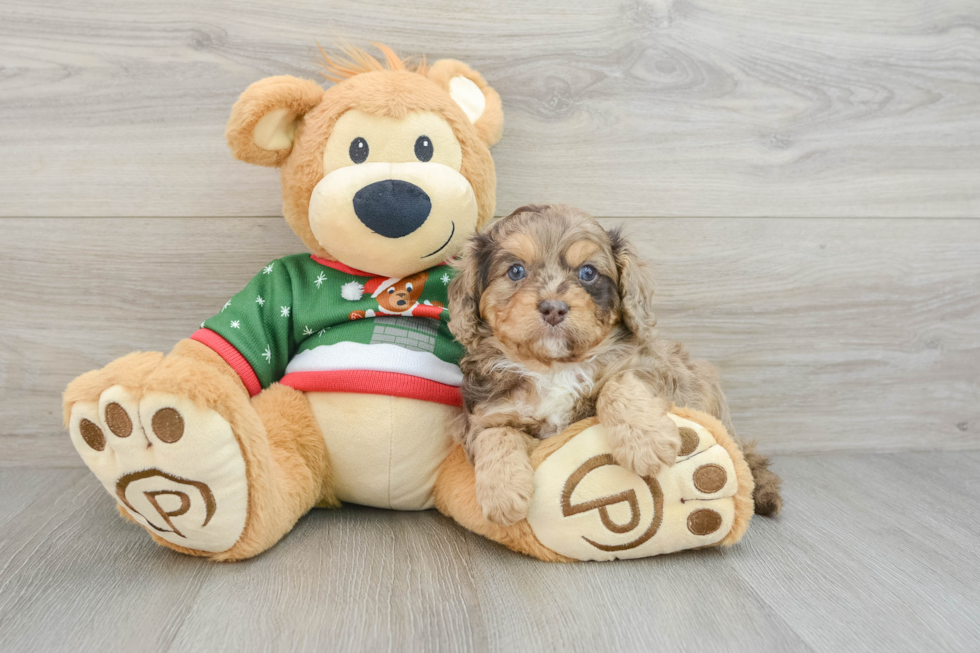 Best Cavapoo Baby