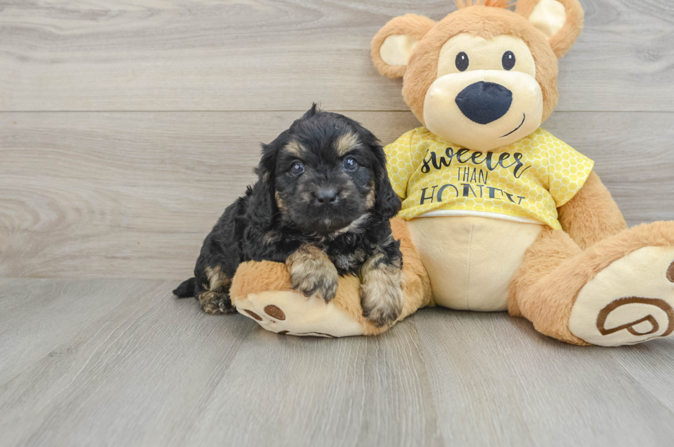 6 week old Cavapoo Puppy For Sale - Puppy Love PR