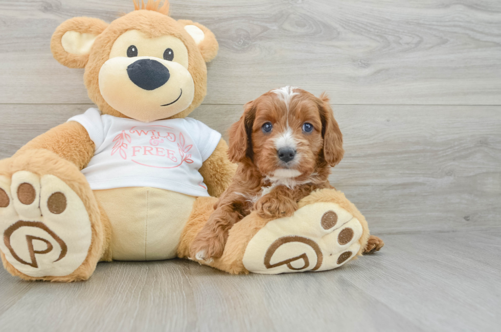 5 week old Cavapoo Puppy For Sale - Puppy Love PR