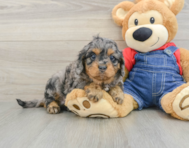 9 week old Cavapoo Puppy For Sale - Puppy Love PR