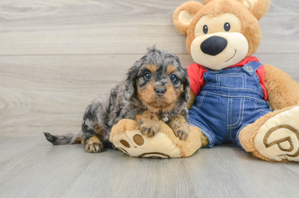 6 week old Cavapoo Puppy For Sale - Puppy Love PR