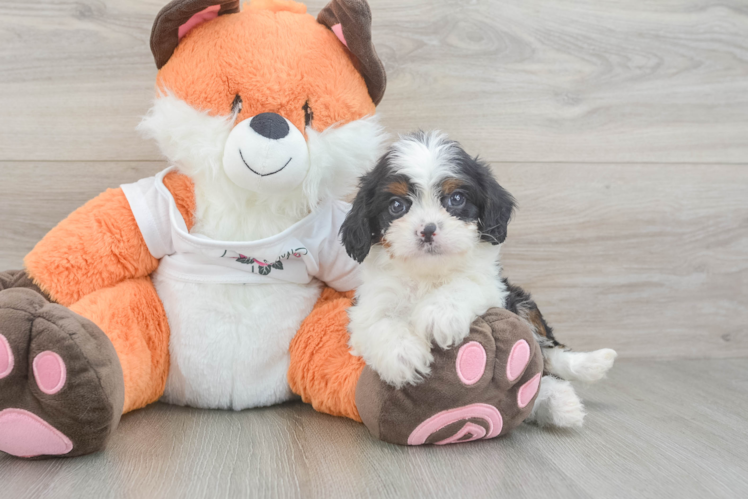 Playful Cavapoodle Poodle Mix Puppy