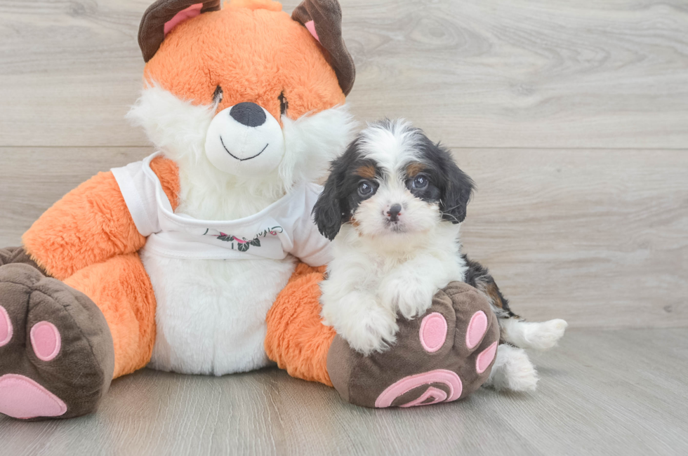 5 week old Cavapoo Puppy For Sale - Puppy Love PR