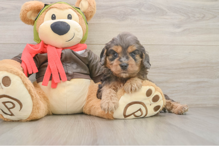 Cavapoo Puppy for Adoption