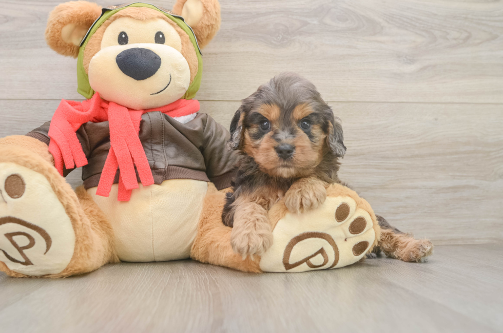 5 week old Cavapoo Puppy For Sale - Puppy Love PR