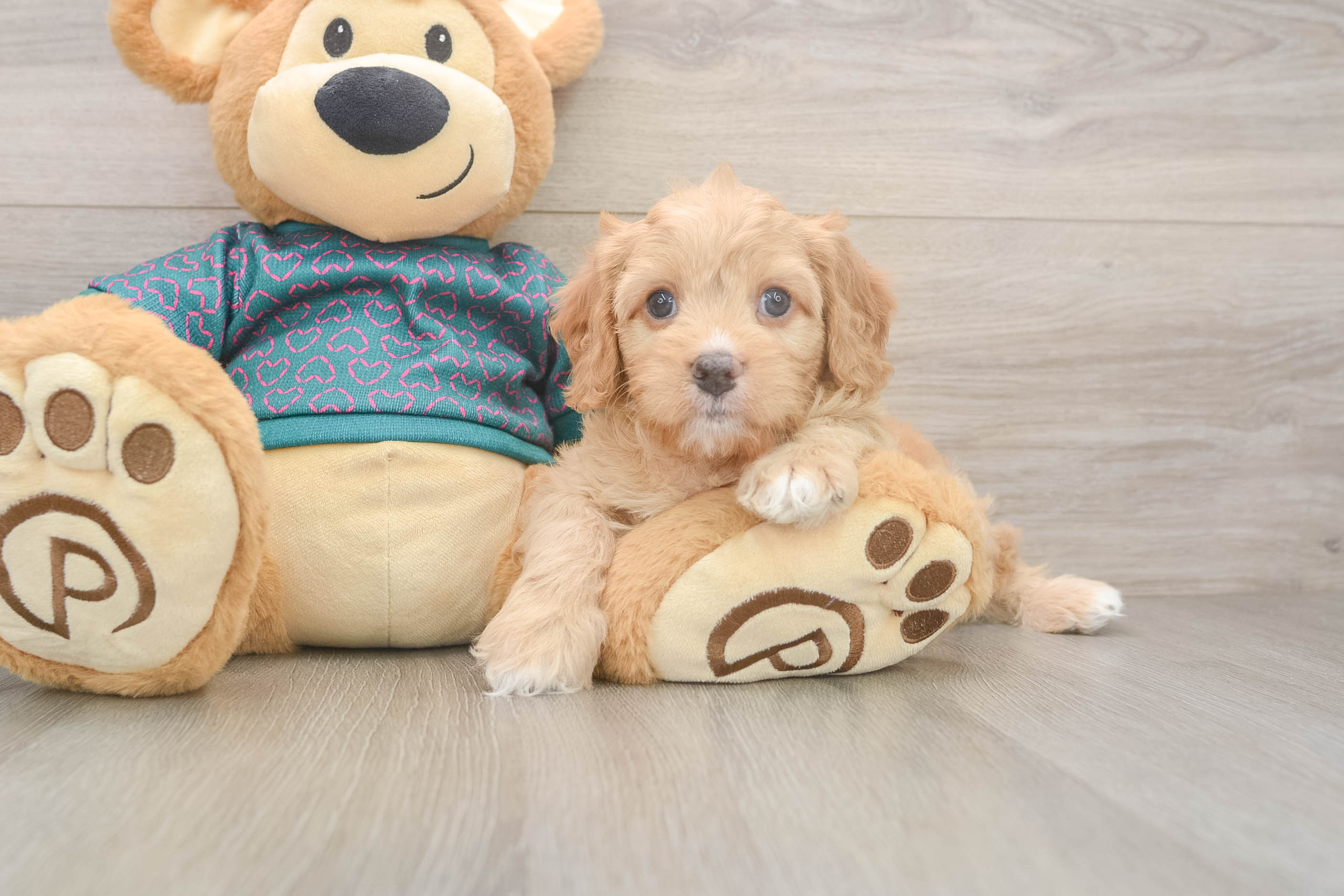 Cavapoo Puppy for Adoption