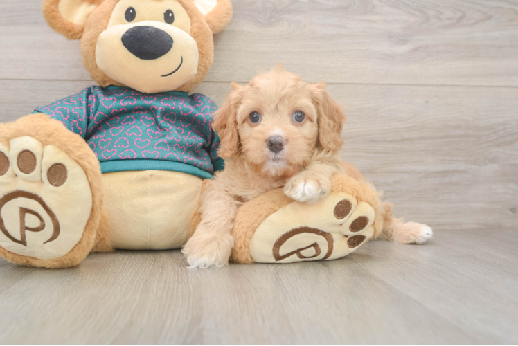 Cavapoo Puppy for Adoption